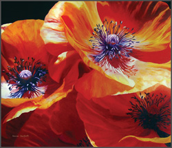Poppies - Nance Danforth Paintings